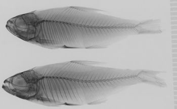 Media type: image;   Ichthyology 89559 Aspect: lateral xray